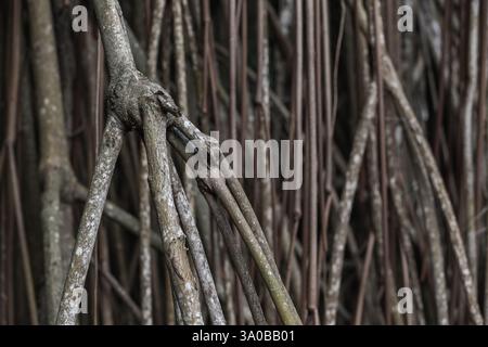 Una vista dettagliata delle radici di alberi di mangrovie intrecciate, mostrando texture naturali, motivi e forme organiche in mezzo a un fitto ecosistema forestale Foto Stock
