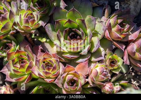 Rosette di Sempervivum tectorum o il comune ospite illuminato dalla luce del sole, foto dall'alto ravvicinata con messa a fuoco morbida Foto Stock