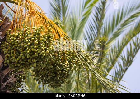 Datteri verdi vibranti appesi su una lussureggiante palma illuminata dalla luce del sole contro un cielo limpido. Foto Stock