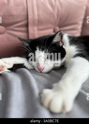 Gatto bianco e nero che dorme su una coperta grigia con la zampa allungata Foto Stock