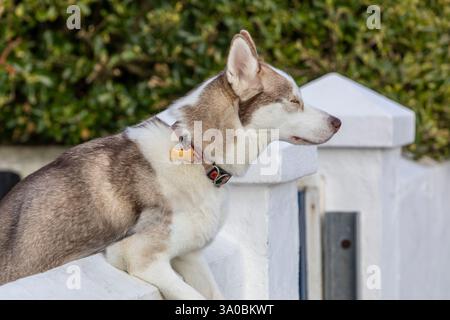 Un Husky siberiano appoggiato su un muro Foto Stock