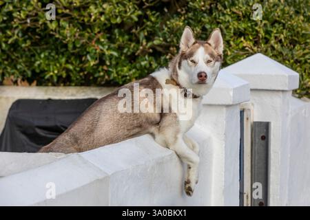 Un Husky siberiano appoggiato su un muro Foto Stock