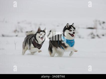 Due Alaskan Klee Kai che suonano nella neve Foto Stock