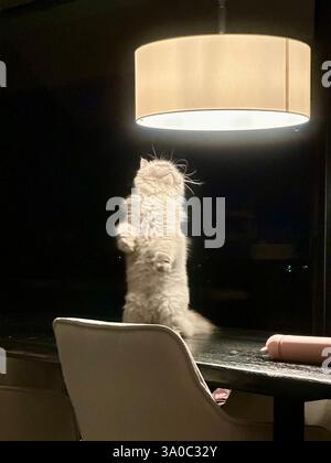 cat plying con la luce in piedi su due gambe Foto Stock