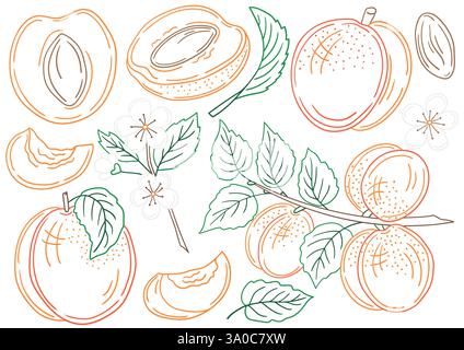 Albicocca. Serie di illustrazioni in stile disegno a mano. Disegno a mano, contorno colore. Disegna per colorare in base a colori, cartoline. Icone, cartelli, adesivi, spille, Illustrazione Vettoriale