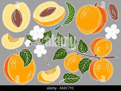 Albicocca. Serie di illustrazioni a colori in stile disegno a mano su sfondo grigio. Contorno bianco. Design per cartoline, volantini, striscioni. Icone, cartelli, adesivi Illustrazione Vettoriale