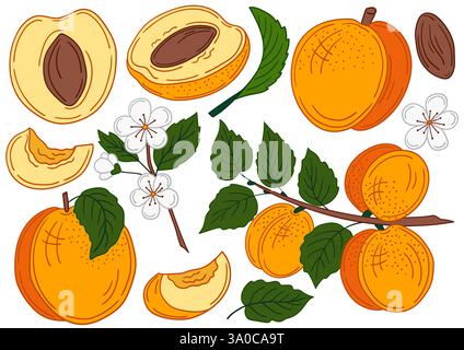 Albicocca. Set di illustrazioni a colori in stile disegno a mano. Design per cartoline, volantini, striscioni, decorazioni per le stanze. Icone, cartelli, adesivi, logo dei perni Illustrazione Vettoriale