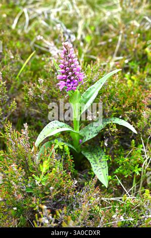 Fiori viola estivi e fogliame maculato di orchidea selvatica Dactylorhiza majalis o orchidea palustre a foglia larga giugno Scozia Foto Stock