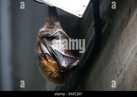 Una volpe volante di Rodrigues appesa a una luce nel Rainforest Biome dello Zoo di Londra Foto Stock