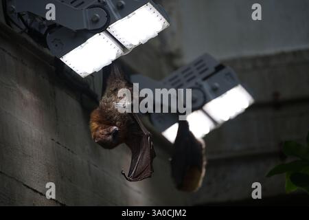 Una volpe volante di Rodrigues appesa a una luce nel Rainforest Biome dello Zoo di Londra Foto Stock