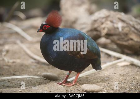 Cresta al London Zoo Foto Stock