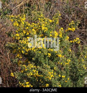 Late winter growth. A gorse bush on a distant riverbank, green spines and its bright yellow flowers in full bloom. Foto Stock