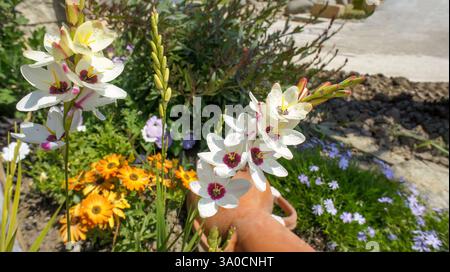 Fiore estivo primaverile Ixia maculata o giglio di mais africano maculato nel giardino e design architettonico del paesaggio. Foto Stock