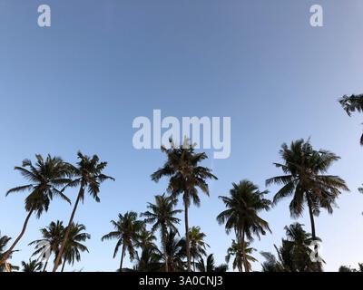 Palme sulla riva dell'Oceano Pacifico Foto Stock