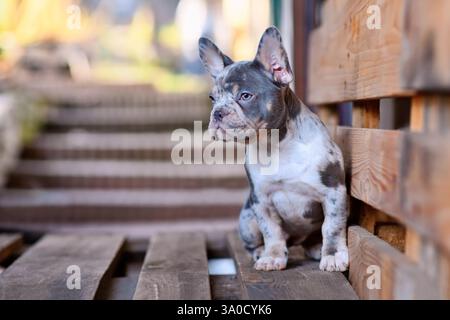 Giovane cane Bulldog francese blu merle tan seduto su una tavolozza di legno Foto Stock