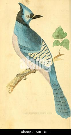 Una storia naturale di uccelli, pesci, rettili e insetti Philadelphia, Grigg & Elliot, 1845. storia naturale Zoologia letteratura giovanile Blue jay Cyanocitta cristata opere popolari, Una sorprendente raffigurazione di un Jay Blu, appollaiato graziosamente su un ramo snello. L'uccello presenta un vivace piumaggio blu sulla testa, sulla schiena e sulle ali, contrastato da una pancia bianca e intricati segni neri sulle ali e sul viso. L'espressione acuta e attenta di Blue Jay è completata da una caratteristica cresta sulla sua testa. Alcune foglie verdi inquadrano delicatamente la scena, aggiungendo un tocco di bellezza naturale al composit complessivo Foto Stock