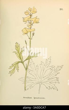 Flowers of the Engadine Winchester stampato per l'autore da Warren e Son 1891 Engadine Flowers Pictorial Works Plants Switzerland, Un'illustrazione botanica dettagliata di Aconitum lycoctonum, comunemente noto come la Bana di lupo o monkshood. Il disegno presenta uno stelo sottile con diversi fiori gialli che sono caratteristici della specie, mostrando la loro forma e struttura uniche. Sotto i fiori sono raffigurate grandi foglie lobate, che sottolineano il caratteristico fogliame della pianta. Il nome scientifico è elegantemente inciso in basso, evidenziando lo scopo educativo dell'illustrazione. Il Foto Stock