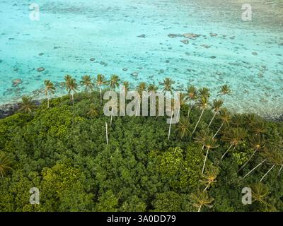 Vista aerea che guarda in basso su un'isola tropicale con acqua blu vibrante e palme a Rarotonga Foto Stock