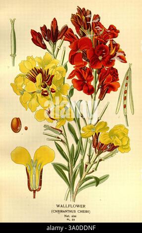 Fiori preferiti di giardino e serra Londra e New York Frederick Warne co. 1896-97 Francia iconi del XIX secolo floricoltura cromolitografia Erysimum cheiri piante rbgenr ornamentale, l'illustrazione presenta una vibrante disposizione di fiori da parati (Cheiranthus cheiri), che mostra le loro impressionanti fioriture in tonalità di giallo e rosso intenso. Ogni fiore presenta una struttura delicata con quattro petali, elegantemente adagiati su sottili steli verdi. Ad accompagnare i fiori ci sono cialde di semi allungati e piccoli semi, che evidenziano le caratteristiche riproduttive della pianta. Il rendering dettagliato enfatizza il testo Foto Stock