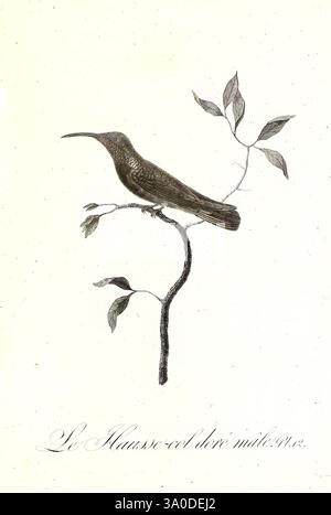 Histoire naturelle et générale des colibris, oiseaux-mouches, jacamars et promerops, A Parigi, chez Desray, an XI= 1802, uccelli, colibrì, opere pittoriche, Anthracothorax dominicus, Trochilus aurulentus, Un uccello delicatamente illustrato arroccato su un ramo sottile, circondato da foglie stilizzate. La descrizione dettagliata mette in evidenza il becco allungato dell'uccello e le piume intricate, mostrando una postura graziosa. La composizione presenta un'elegante combinazione di elementi naturali, con il ramo che si piega delicatamente e le foglie posizionate con cura intorno all'uccello, creando un'armonia Foto Stock