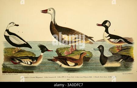 Ornitologia americana, o la storia naturale degli uccelli degli Stati Uniti, Petter & Galpin[187-], uccelli, Stati Uniti, tassonomia comune, Anas americana, Aythya affinis, Mergus serrator Lophodytes cucucullatus, minor scaup, Snow Goose, American Wigeon, Hooded Merganser, Merganser dal petto rosso, Anser caerulescens, Camptorhynchus labradorius, anatra Labrador. Un insieme diversificato di uccelli acquatici è raffigurato in un ambiente acquatico sereno. La scena presenta diverse specie distintive, che mostrano il loro piumaggio e le loro posture uniche. Tra questi, un grazioso cigno si erge alto, illustrando l'eleganza Foto Stock
