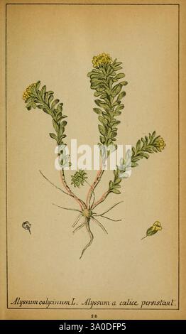 Choix de plantes de l'Europe centrale et particulièrement de la Suisse et de la Savoie Genève, F. Richard, 1878. Europa, centrale, opere pittoriche, impianti, Savoia, Francia, Italia, Svizzera, il New York Botanical Garden, Alyssum alyssoides, l'illustrazione presenta uno studio botanico sull'Alyssum calycinum, che mostra i suoi delicati fiori gialli e gli slanciati steli verdi. La pianta è raffigurata con diversi rami verticali adornati con piccoli fiori raggruppati alle loro punte. Sotto i fiori, le foglie strette a forma di lancia crescono lungo i gambi, creando un aspetto lussureggiante. Il distaccamento Foto Stock