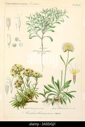 Icones florae Germanicae et Helveticae, simul Pedemontanae, Tirolensis, Istriacae, Dalmaticae, Austriacae, Hungaricae, Transylvanicae, Moravicae, Borussicae, Holsaticae, Belgicae, Hollandicae, ergo Mediae Europae. Lipsiae, F. Hofmeister 1834-1912. [v. 1, 1850], Europa, opere pittoriche, impianti, un'intricata illustrazione botanica con varie specie di piante. L'attenzione centrale è una rappresentazione dettagliata di *Impatienum rubra*, esposta in un verde lussureggiante con delicati fiori. Intorno ad esso sono presenti disegni più piccoli che raffigurano parti delle piante, tra cui diverse strutture floreali e foglie Foto Stock