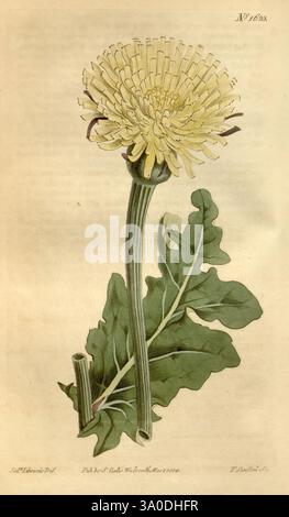 Curtis's Botanical Magazine London, New York Botanical Illustration Botany Periodicals Pictorial Works Plants Ornamental Curtis Arnopogon Dalechampii Urospermum Dalechampii tassonomia: Family = Asteraceae Spain Sydenham Teast Edwards, Un'illustrazione botanica raffigurante un dente di leone, che mostra la sua caratteristica testa di fiore giallo in cima ad un lungo e sottile stelo verde. La testa del fiore è composta da numerosi petali ben confezionati, mentre le grandi foglie frastagliate si irradiano dalla base dello stelo. L'opera d'arte mette in evidenza i dettagli intricati della pianta, tra cui la consistenza delle foglie e il ceppo Foto Stock