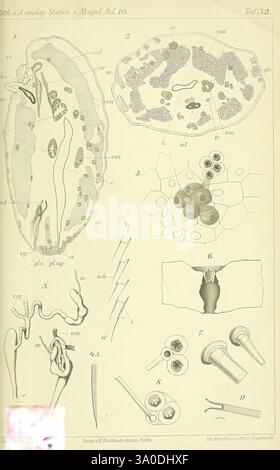 Mittheilungen aus der Zoologischen Station zu Neapel, Berlin, Friedlander, 1879-1921, periodici, zoologia, Museo di Zoologia comparata, anatomia, cactus Coccus, l'illustrazione presenta una serie di diagrammi scientifici dettagliati, che mostrano varie strutture biologiche e formazioni cellulari. La sezione superiore presenta una sezione trasversale di un organo o di un tessuto, con parti etichettate che includono elementi vascolari e componenti cellulari. Al di sotto di questo, le strutture cellulari sono raffigurate in vari ingrandimenti, evidenziando dettagli come nuclei, membrane e organelli. I diagrammi sono meticolosamente la Foto Stock