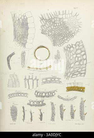 Beiträge zur Kenntniss der Gattung Najas L, Berlino, 1870. Questa illustrazione presenta una gamma di strutture botaniche e microscopiche, che mostrano vari tipi di tessuti vegetali e composizioni cellulari. L'immagine include rappresentazioni dettagliate di pareti cellulari, tessuti vascolari e viste trasversali di steli e lamelle. Tra le caratteristiche degne di nota vi sono forme e dimensioni diverse delle cellule, che evidenziano la diversità dell'anatomia vegetale. Alcune aree sono ombreggiate o migliorate per enfatizzare le differenze strutturali, mentre le etichette forniscono l'identificazione di tipi di tessuto specifici, come il parenchima e il collenchima Foto Stock