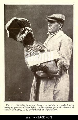 Turchia, Raising, New York, Orange, casa editrice Judd, 1922, tacchini, Un uomo vestito con un cappotto e un cappello regge con cura un tacchino con un'argilla o un pagaia attaccati ad esso. Questo dispositivo viene utilizzato per impedire al tacchino di volare, mostrando una pratica agricola relativa alla gestione del bestiame. La scena cattura un'interazione tra l'operatore sanitario e l'uccello, sottolineando i metodi unici impiegati nell'allevamento avicolo. Dettagli come l'espressione focalizzata dell'uomo e la postura della turchia forniscono informazioni sulla cura e la manipolazione degli animali da fattoria. Foto Stock