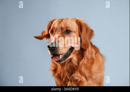 Un simpatico cane Golden retriever è seduto in casa su uno sfondo bianco e blu nello studio. Foto Stock
