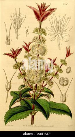 Curtis's Botanical Magazine, Londra, New York, illustrazione botanica, botanica, periodici, opere pittoriche, piante ornamentali, Acrophyllum verticillatum, A, Acrophyllum australe, Australia, Curtis, nuovo Galles del Sud, Blue Mountains, Walter Hood Fitch, l'illustrazione mostra una rappresentazione botanica dettagliata di una pianta in fiore. Al centro, è raffigurato un alto picco di fitti fiori bianchi sferici, circondati da foglie verdi seghettate che evidenziano il vivace fogliame della pianta. Accanto al fiore principale sono disposti diversi schizzi più piccoli, che illustrano diverse fasi e componenti di Foto Stock