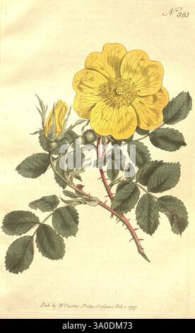 The Botanical magazine, o Flower-Garden Displayed, 1790-1800, botanica, periodici, opere pittoriche, Curtis, fiori, lutea, rosa lutea, tassonomia: Family= Rosaceae, Rosa ejaune de perse, Rosa foetida, sweetbriar rose, Austrian briar, taxonomy common, tassonomia, rosa di rame austriaca, John Sims, Sydenham Teast Edwards, Un vivace fiore giallo con più petali e un'importante stami centrale è raffigurato accanto a una serie di delicate foglie verdi. Il fiore è mostrato in piena fioritura, con gemme chiuse nelle vicinanze, che suggeriscono il potenziale per future fioriture. La composizione complessiva evidenzia t Foto Stock