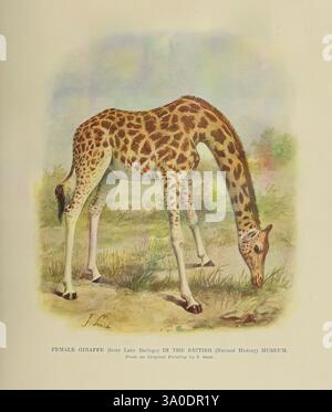 Animal Life and the World of Nature, London, Hutchinson, 1902-1904, Natural History, giraffa, periodici, zoologia, giraffa, Una giraffa si piega graziosamente verso il basso per pascolare sull'erba lussureggiante, mostrando il suo caratteristico cappotto maculato e il lungo collo. La scena è ambientata su uno sfondo naturale che suggerisce un ambiente caldo e sereno. Con la sua statura elegante e il suo comportamento gentile, la giraffa incarna la bellezza della fauna selvatica. Questo particolare esemplare è etichettato come una giraffa femminile ed è noto per essere originario del lago Baringo, dando uno sguardo al suo habitat e alla sua origine. La rappresentazione enfatizza bo Foto Stock