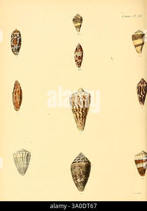 Conchologia iconica, o illustrazioni delle conchiglie di animali molluschi. v.1 London, Reeve, Brothers, 1843-1878, molluschi, opere pittoriche, conchiglie, Una raccolta di conchiglie visualizzate in una disposizione verticale. Ogni guscio presenta motivi e colori unici, illustrando la diversità della vita marina. Le conchiglie variano di forma, con alcune che mostrano forme allungate, mentre altre sono più arrotondate. Gli intricati disegni su ogni guscio, che vanno dalle strisce ai punti, riflettono la bellezza naturale e la complessità che si trovano negli habitat oceanici. La presentazione mette in evidenza non solo l'aspetto estetico Foto Stock