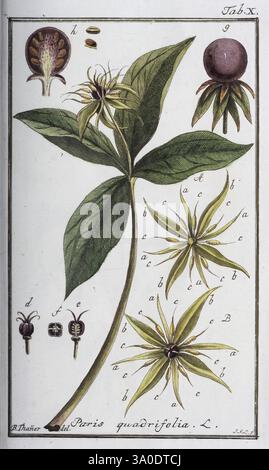 Icones Plantarum Medicinalium, Nürnberg, auf Kosten der Raspischen Buchhandlung, 1779-1790, botanica, medica, opere pittoriche. l'illustrazione mostra uno studio botanico della quadrifolia di Parigi, una pianta perenne in fiore. Ben visibili sono le caratteristiche foglie larghe della pianta, disposte in un orlo di quattro nella parte superiore dello stelo. L'opera d'arte presenta varie fasi della crescita della pianta, tra cui rappresentazioni dettagliate dei suoi fiori e frutti. Ogni parte è meticolosamente etichettata, evidenziando le caratteristiche uniche come i petali del fiore e la distinta frutta simile a bacca che si piega Foto Stock