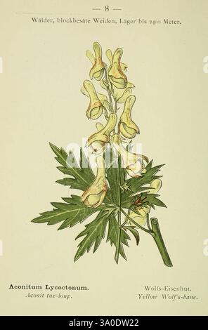 Alpen-Flora, Heidelberg, C. Inverno, 1906, alpi, piante di montagna, opere pittoriche, Un'illustrazione botanica di Aconitum lycoctonum, comunemente noto come Banco di Lupo o Bane di Lupo giallo. L'opera d'arte presenta i caratteristici picchi di fiori alti della pianta adornati con fiori gialli a forma di casco. Il rendering dettagliato evidenzia la struttura unica dei fiori, che sono posizionati sopra uno sfondo di foglie di verde scuro e profondamente lobate. Sotto l'illustrazione, il nome scientifico e i nomi comuni sono elegantemente incisi, sottolineando l'identità della pianta e fornendo un chiaro riferimento per la botanica Foto Stock