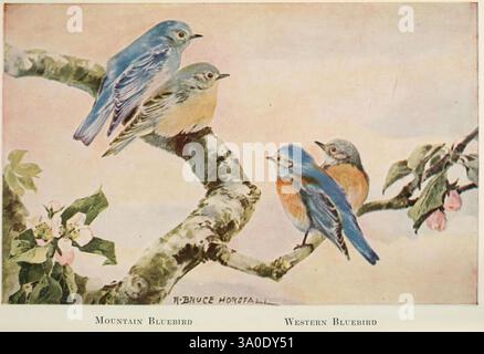Birds of the Pacific Coast, 1923, Birds, British Columbia, Bluebird, uccello azzurro di montagna, Sialia currucoides, Sialia mexicana, uccello azzurro occidentale, 598279, costa del Pacifico, Nord America, Un'affascinante scena con quattro uccelli azzurri arroccati su un ramo, circondati da delicate fioriture. Due degli uccelli mostrano il vivace piumaggio blu tipico dei Bluebirds occidentali maschi, mentre una femmina è caratterizzata da toni più morbidi e più attenuati. Il Mountain Bluebird, riconoscibile per il suo colore blu più chiaro, completa l'insieme. Il ramo è adornato da fresche foglie verdi e fiori rosa, che esaltano la serena a Foto Stock
