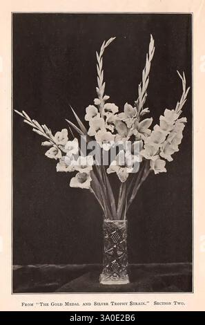 Nuovo ibrido Gladioli, Berlino, NY, Arthur Cowee, Berlino, stato di New York, Gladiolus, cataloghi, stock di vivai, vivai, orticoltura, Cowee Arthur Firm, Garden Stories, in fiore, Un bouquet splendidamente organizzato di fiori bianchi di gladiolus è elegantemente esposto in un vaso di cristallo ornato. I delicati petali del gladiolo, noti per le loro alte e impressionanti punte, creano un incredibile punto focale. L'intricato design del vaso completa la disposizione floreale, mettendo in mostra l'arte della natura e dell'artigianato. La composizione complessiva trasuda un senso di grazia e raffinatezza, perfetto per Foto Stock