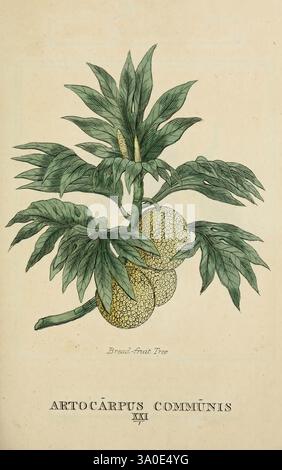 Elements of the Science of Botany, London, stampato da T. Bensley per J. Murray, 1812, Plants, Classification, Pictorial Works, un'illustrazione botanica che raffigura l'Artocarpus communis, comunemente noto come albero del frutto del pane. La raffigurazione mostra un ramo frondoso con più frutti arrotondati, caratterizzato da una superficie testurizzata che ricorda piccoli dossi. Le foglie di verde intenso presentano una finitura lucida, accentuando la forma vibrante e naturale della pianta. Sotto l'illustrazione, il nome scientifico è elegantemente inciso, che ne indica la classificazione. Questa opera d'arte mette in evidenza il tropico della pianta Foto Stock