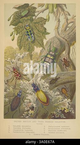 Curiosità di entomologia, Londra, Groombridge and Sons 1871, 1871, entomologia dei colori, legature con blocco d'oro, Gran Bretagna, insetti, insetti, cicli di vita, campioni, variazione, incisioni in legno, zoologia, coleotteri, l'illustrazione raffigura una varietà di coleotteri britannici e i loro parenti stranieri, mostrando una serie dettagliata di specie di insetti in un elaborato ambiente botanico. Le voci numerate forniscono nomi scientifici e classificazioni per ogni coleottero, evidenziandone colori e motivi unici. L'immagine presenta scarabei comuni ed esotici appollaiati su o vicino a un fogliame lussureggiante, con una messa a fuoco o Foto Stock