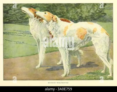 The book of dogs, Washington, D. C, The National Geographic Society [c1919], dogs, wolfhound, taxonomy: Trinomial= Canis lupus familiaris, Louis Agassiz Fuertes, Canis lupus familiaris, mammiferi, mammiferi, cani, zoologia, cani, razze di cani, razze di cani, due eleganti Wolfhound russi si trovano fianco a fianco, con la testa alta e con lo sguardo in lontananza. I loro lunghi e fluenti cappotti brillano con un mix di cremosi macchie bianche e rossastro-bruno, evidenziandone la forma aggraziata. L'ambiente presenta un delicato sfondo naturale con vegetazione lussureggiante, che suggerisce un ambiente all'aperto sereno. L'attento personale Foto Stock