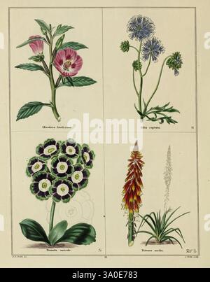 The Botanic Garden, Londra, Simpkin & Marshall, 1825, botanica, floricoltura, fiori, Gran Bretagna, opere pittoriche, questa illustrazione botanica presenta quattro specie di piante distinte, ognuna presentata nella propria sezione. 1) il quadrante in alto a sinistra presenta **Abutilon ludwigianum**, caratterizzato dai suoi delicati fiori rosa e dalle vivaci foglie verdi. 2) adiacente ad esso in alto a destra si trova **Cichorium intybus**, noto per i suoi suggestivi fiori blu in cima a sottili steli, circondato da lussureggianti fogliame. 3) la sezione in basso a sinistra raffigura **Primula auricula**, con i suoi fiori viola scuri raggruppati Foto Stock