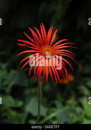 Red Gerbera Flower, Barberton Daisy o Transvaal Daisy, Gerbera jamesonii, Asteraceae. Africa sudorientale. Foto Stock