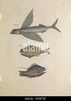 La storia naturale della Carolina, della Florida e delle Isole Bahama di Londra, stampata a spese dell'autore e venduta da W. Innys e R. Manby, al West End di St. Paul, dal signor Hauksbee, alla Royal Society House, e dall'autore al signor Bacon's di Hoxton, MDCCXXXI-MDCCXLIII [ad es. 1729-1747]. Bahamas, Florida, storia naturale, North Carolina, opere pittoriche, pre-Linnean Works, South Carolina, Mark Catesby, Georgia, Ichthyology, pesci, Exocoetidae, Flying Fish, Kyphosus Saltatrix, Bahama Rudderfish, Lepomis Gibbosus, semi di zucca, Chub bianco, Perca fluviatilis Gibbosa Ventre Luteo, fresco Foto Stock
