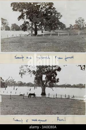 Ornitologico, campo, diari, of, A, Graham, Brown, 1947-1957, la scena raffigura due paesaggi contrastanti: la sezione superiore mostra una tranquilla zona paludosa circondata da lussureggianti alberi verdi e un sereno corpo d'acqua, con una recinzione bianca che segna il bordo della terra. In primo piano, il terreno è punteggiato di erba, creando un'atmosfera rurale tranquilla. La sezione inferiore presenta un ambiente diverso che mostra un campo aperto con vegetazione sparsa, dove un cavallo solitario si trova vicino a un albero morto. L'orizzonte presenta resti di ceppi di alberi sparsi lungo il terreno, che accennano all'uso passato del terreno Foto Stock