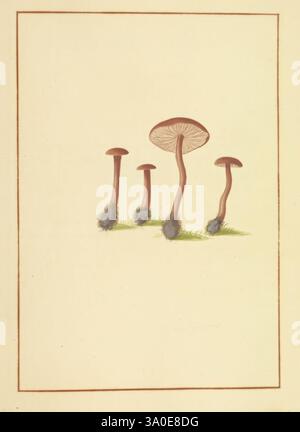Icons fungorum circa Halifax sponte Nascentium, 1784-1792, Ecologia, Inghilterra, guide sul campo, funghi, Halifax, identificazione, nomenclatura, opere pittoriche, terminologia, Un gruppo di quattro funghi è raffigurato, mostrando le loro caratteristiche distinte. Il fungo centrale è più alto con un'elegante e ampia cuffia che presenta una sottile sfumatura, mentre i tre esemplari circostanti hanno steli sottili e tappi leggermente più piccoli. Ogni fungo affonda le sue radici in un semplice lembo di erba verde, sottolineando il suo habitat naturale. I dettagli delicati evidenziano la consistenza dei tappi e degli steli, trasformandoli Foto Stock