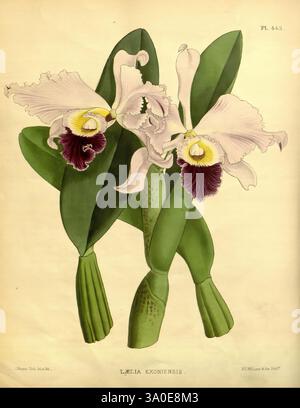 Orchid album, Londra, B. S. Williams, 1882-97, Orchidaceae, periodici, opere pittoriche, l'illustrazione presenta un paio di orchidee squisite, che mostrano le loro delicate e intricate fioriture. I fiori hanno eleganti petali fluenti principalmente in sfumature di bianco e finissima lavanda, completati da audaci segni di marrone scuro al centro. Ogni fioritura è annidata tra foglie lussureggianti e verdi che si aprono con grazia, evidenziando il vibrante contrasto tra il fogliame e i fiori. La composizione cattura la bellezza naturale e i dettagli intricati delle orchidee, sottolineando la loro strada unica Foto Stock