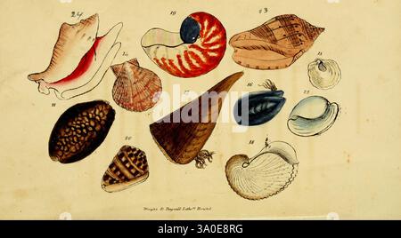 Poesie sulla concatologia e botanica, Bristol, Simpkin & Marshall, 1831, botanica, poesie, conchiglie, donne nella scienza, Sarah Hoare, una serie di conchiglie accuratamente progettate che mostrano la diversità della vita marina. Ogni guscio mostra motivi e texture uniche, che vanno dal Nautilus a spirale alle capesante lisce e a ventaglio. La collezione comprende una vivace conchiglia rossa e bianca, una conchiglia d'alveare nettamente scanalata e varie altre specie, ognuna delle quali mette in risalto l'arte naturale che si trova nelle loro forme. La disposizione enfatizza sia l'individualità che la bellezza collettiva di questi naturali Foto Stock